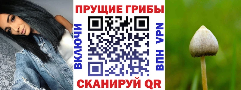 Галлюциногенные грибы Psilocybine cubensis Вяземский